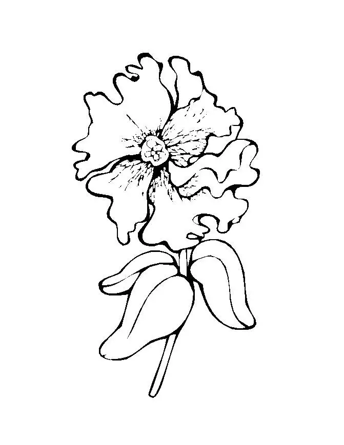 Flower Coloring Picture 12