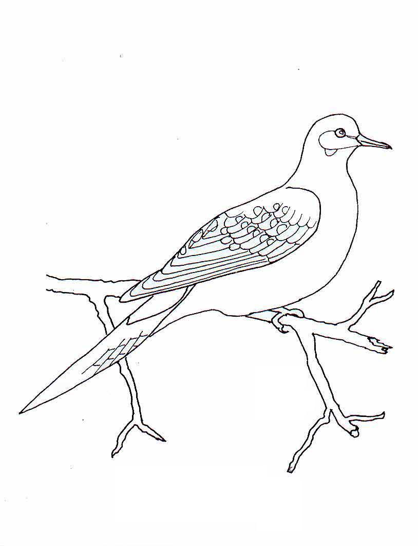 Bird Coloring Picture 12