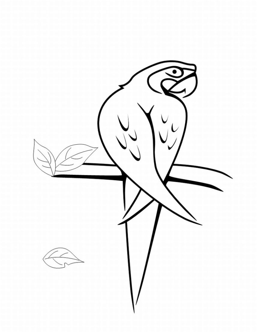 Bird Coloring Picture 3