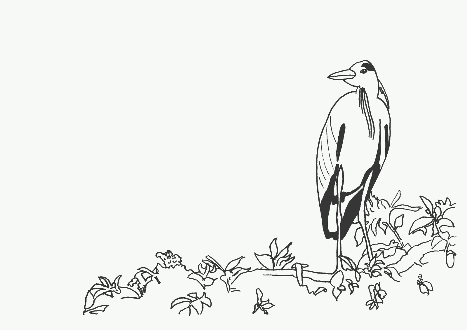 Bird Coloring Picture 5