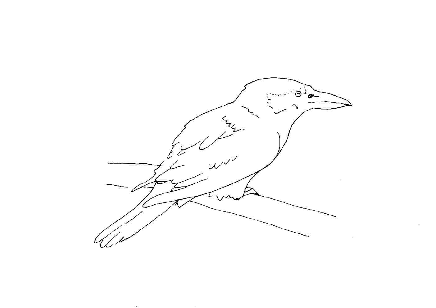 Bird Coloring Picture 8