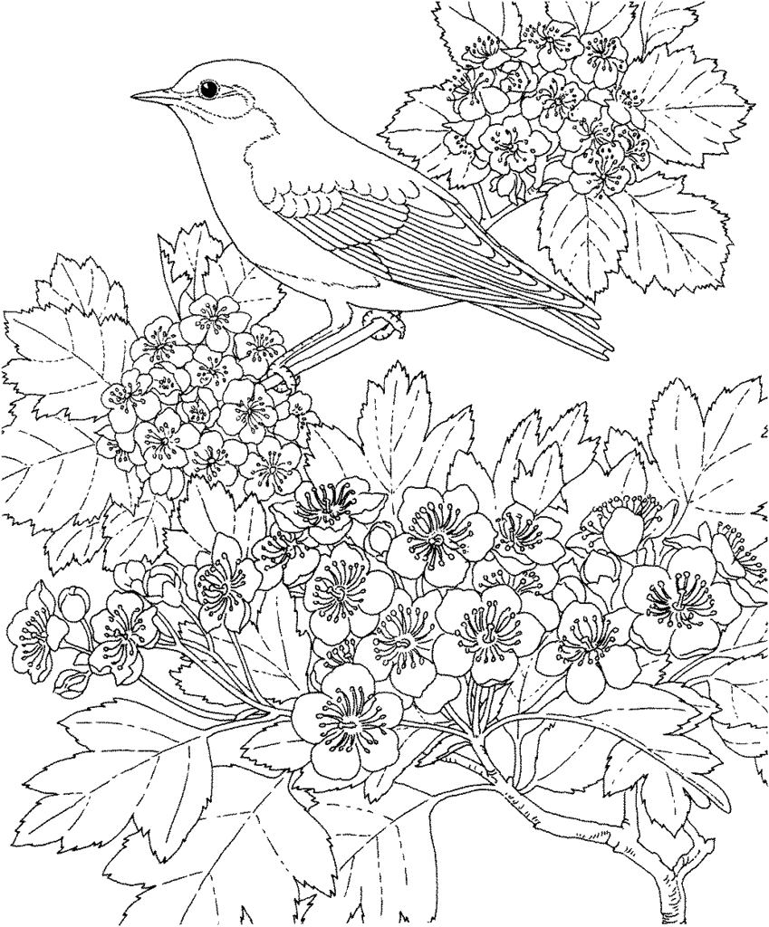 Bird Coloring Picture 9