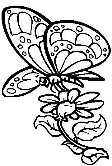 Butterfly Coloring Picture 3