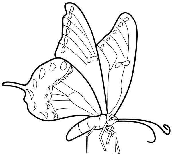 Butterfly Coloring Picture 5