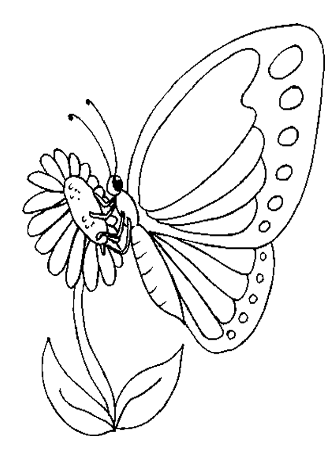 Butterfly Coloring Picture 9