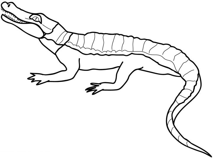 Crocodile Coloring Picture 1