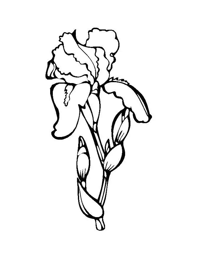 Flower Coloring Picture 10