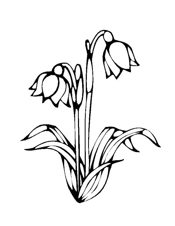 Flower Coloring Picture 3