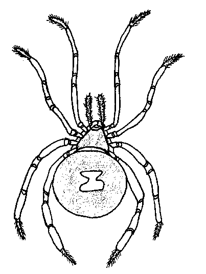 Spider Coloring Picture 1