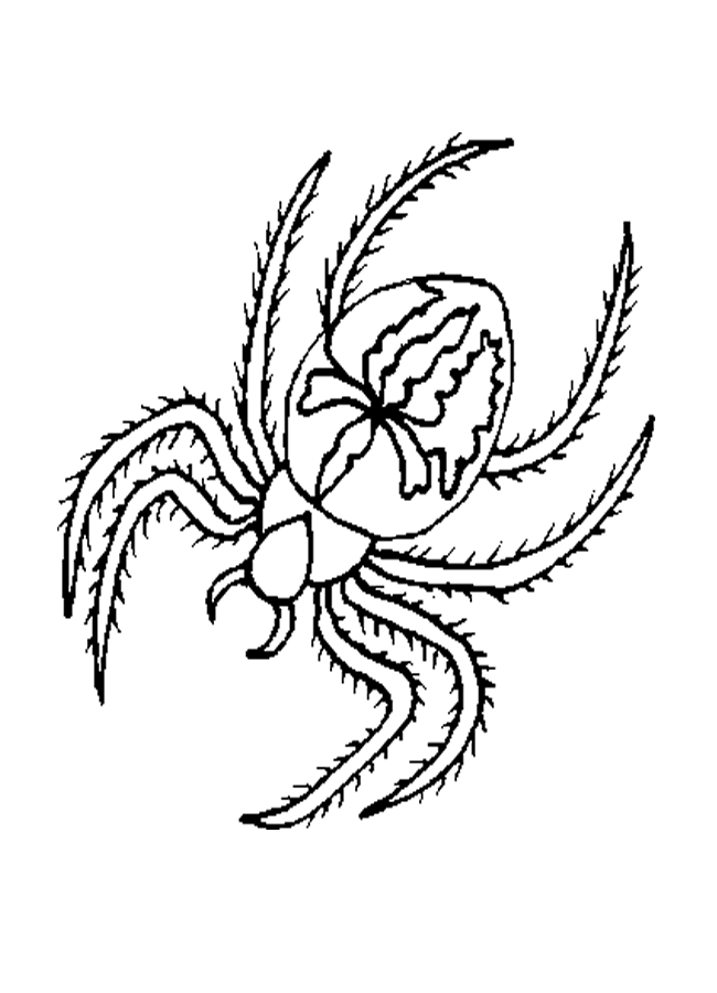 Spider Coloring Picture 11