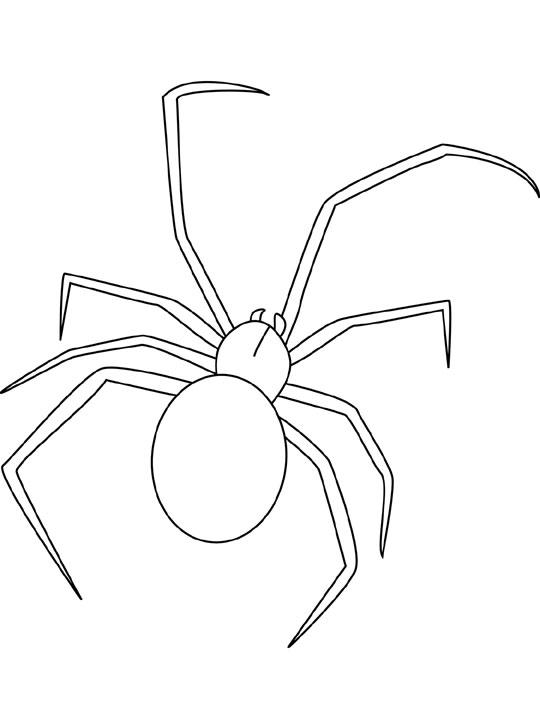 Spider Coloring Picture 12