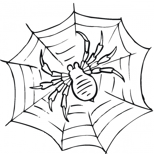 Spider Coloring Picture 3