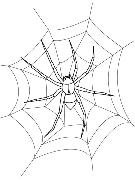 Spider Coloring Picture 4