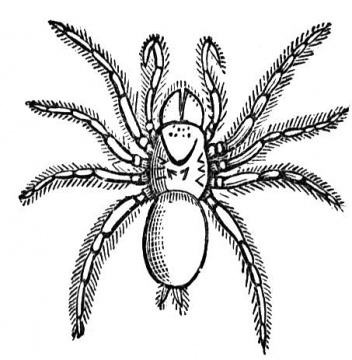 Spider Coloring Picture 5