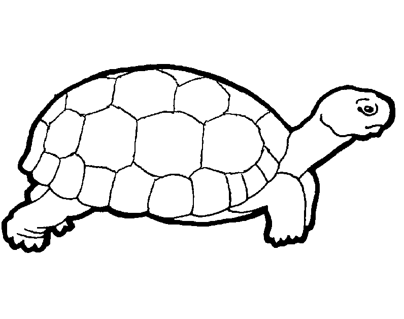 Turtle Coloring Picture 3
